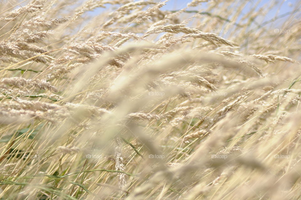 Late summer grasses in the wind, Vossepolder, Hillegom. August 2016.