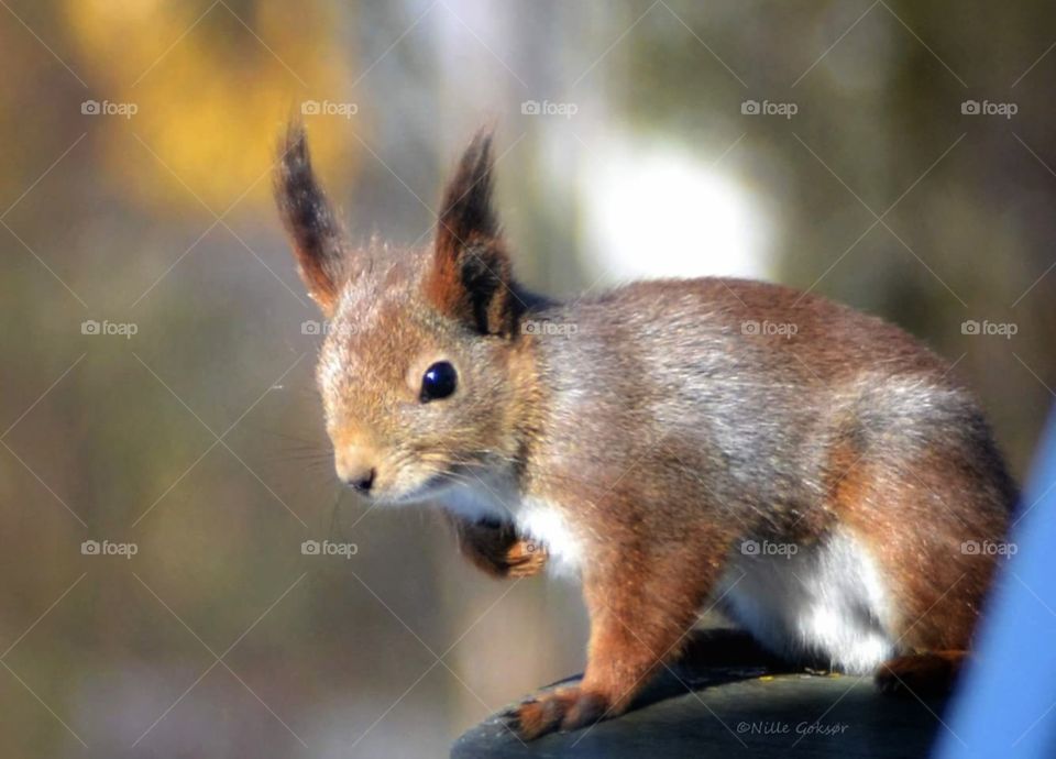 Squirrel