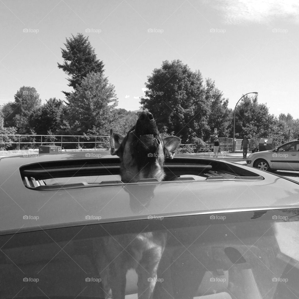 Dog howling thru car sunroof. Dog popping head up through car sunroof