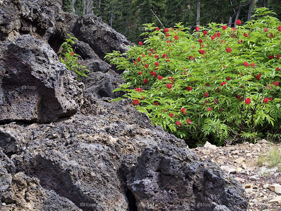 Bright red Elderberries bursting from green leaves in the hardened lava fields high in Oregon’s Cascade Mountains on a summer day.