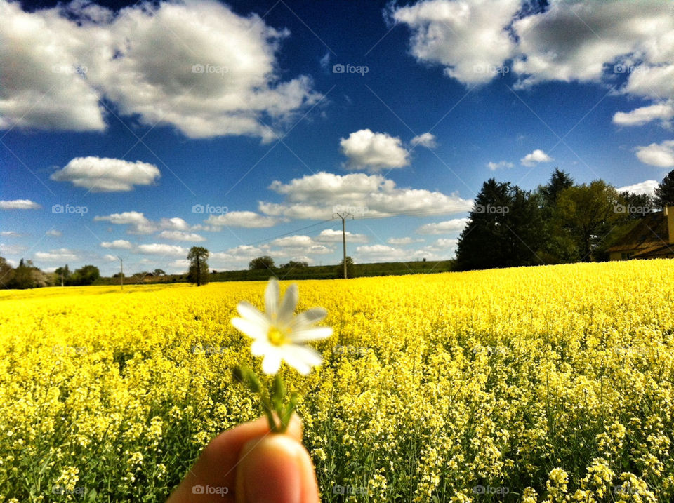 spring yellow france ville by loadounet