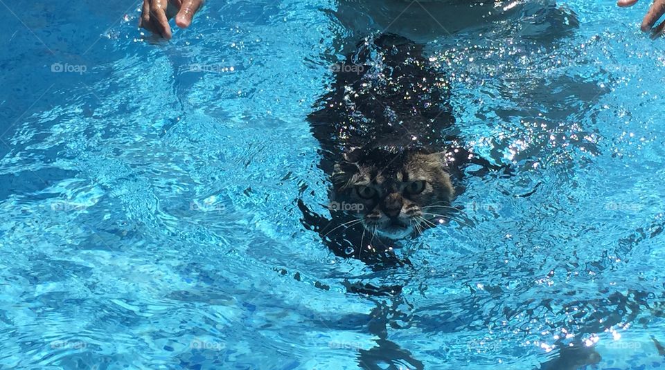 Swimming cat