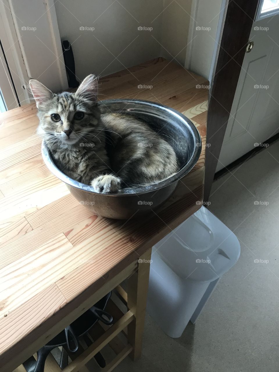 Small kitty in a bowl