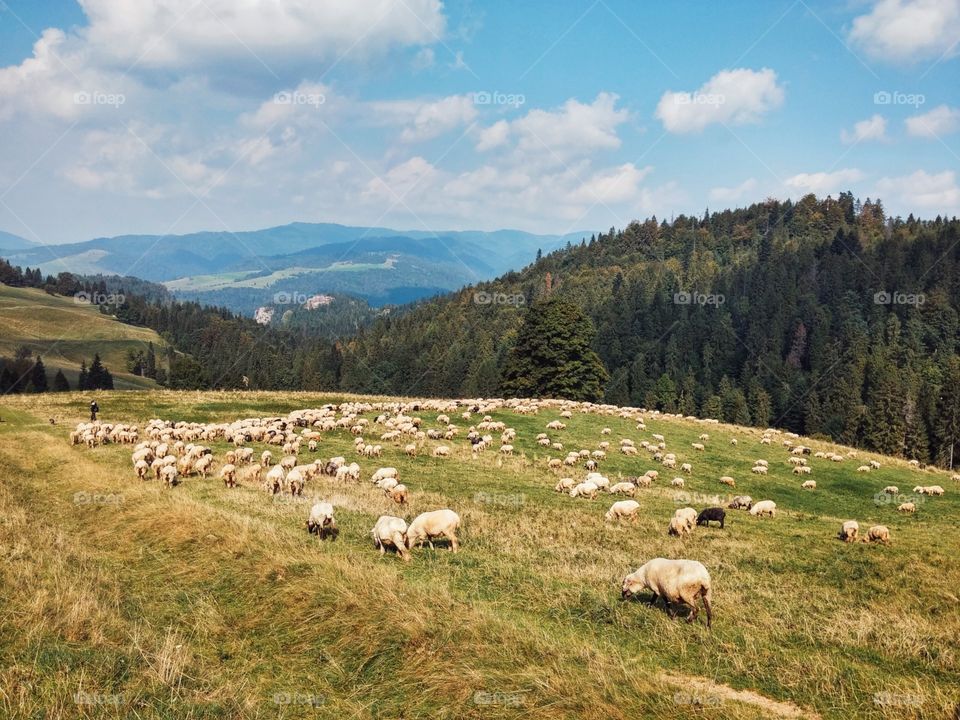 Flock of sheep grazing on mountain