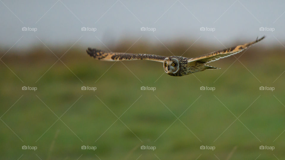 Close-up of flying owl