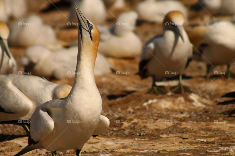 gannet