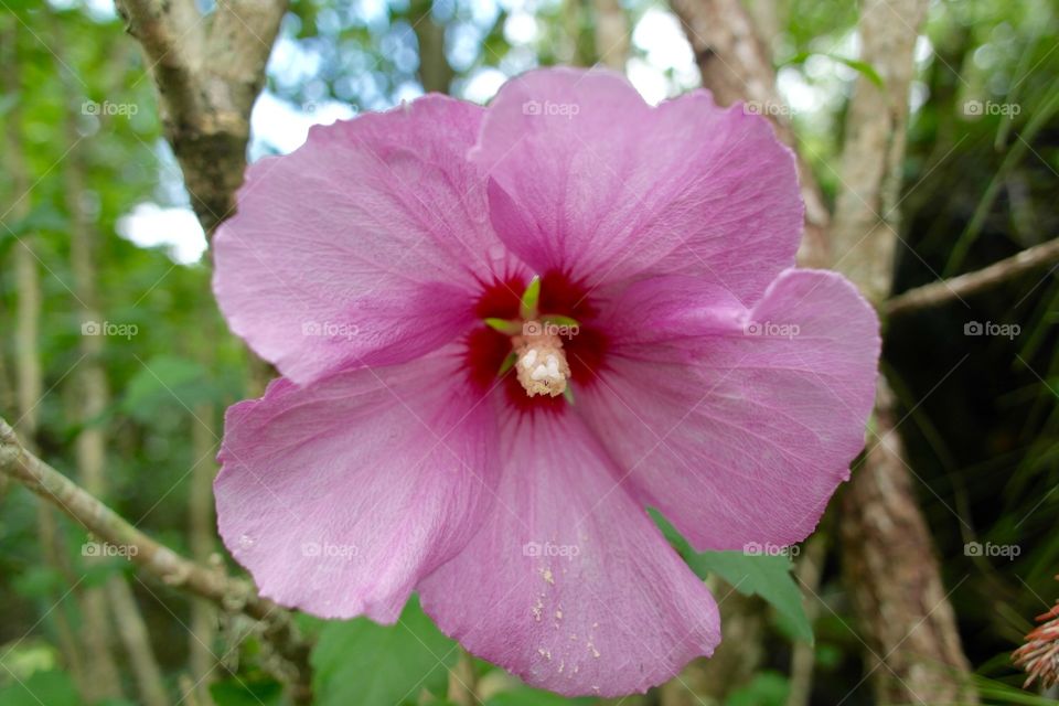Purple flower with a yellow cone pollen center