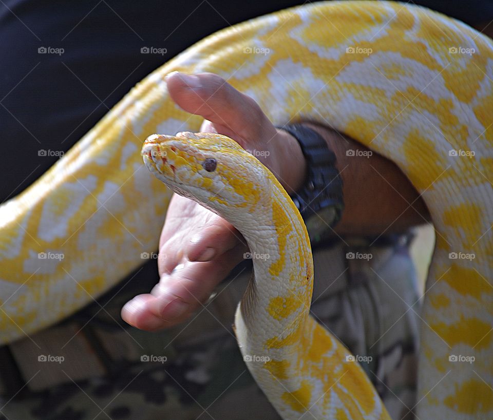 Albino Burmese Snake is white with patterns in butterscotch yellow and burnt orange. This is an impressive snake, reaching 12 – 19 feet. Generally, they are a docile species (especially captive specimens), but can be aggressive as well. 