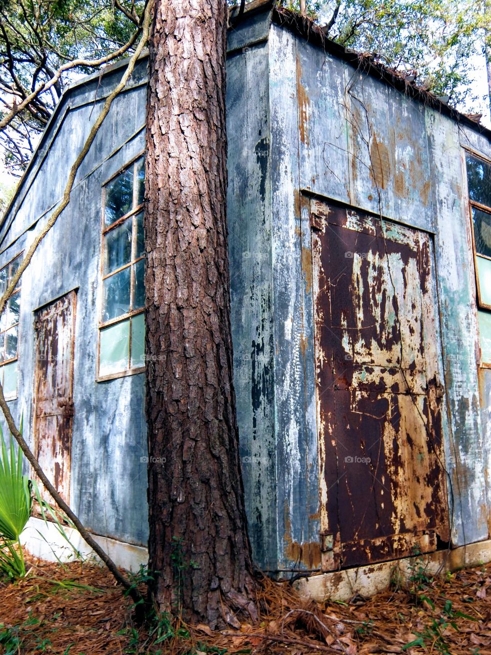 blue, tin abandoned building in the woods