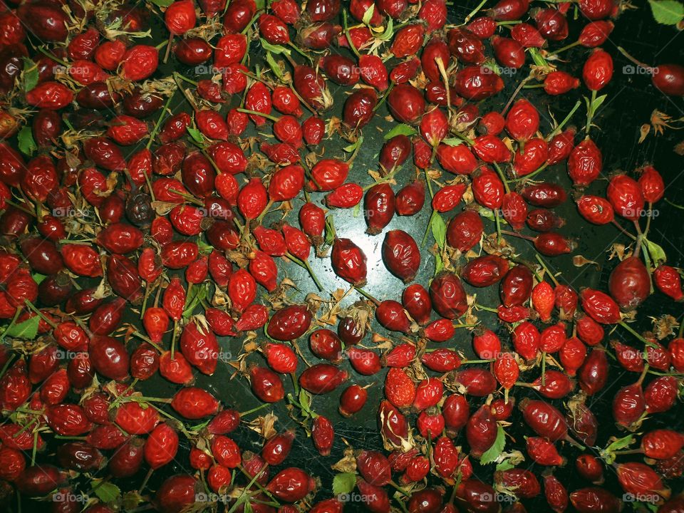 Dried rosehip berries