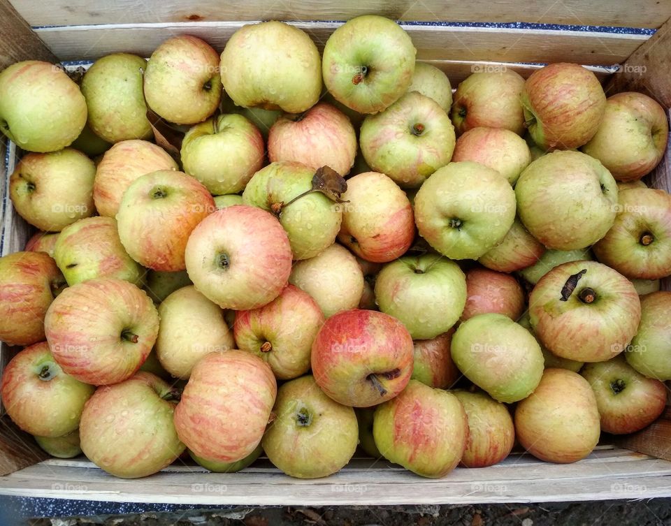 Apples with dew in a bin.
