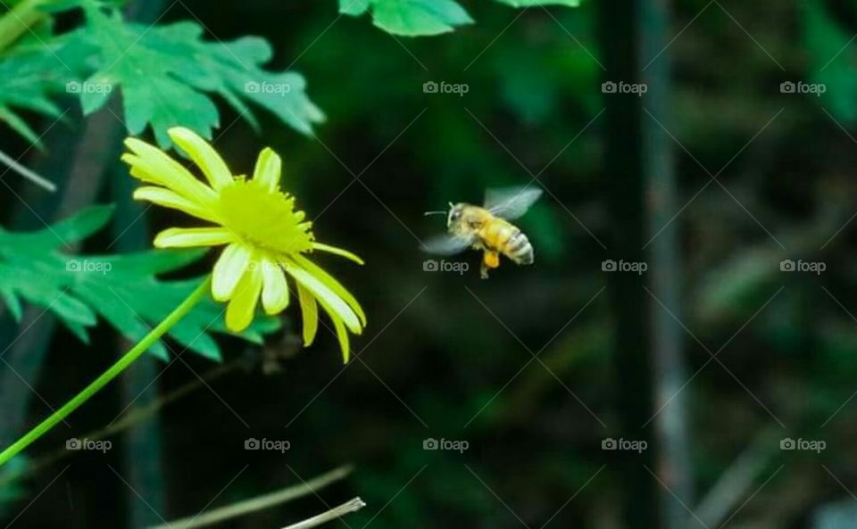 Amazing Bee