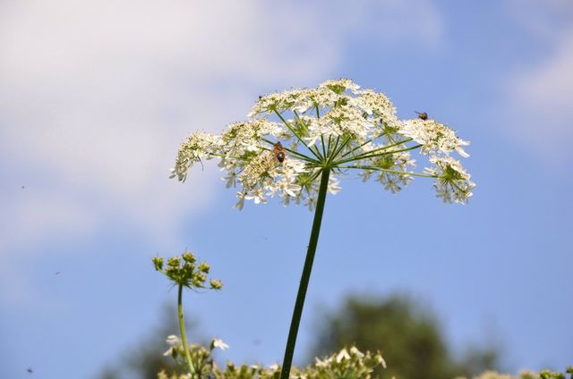 Blossom
