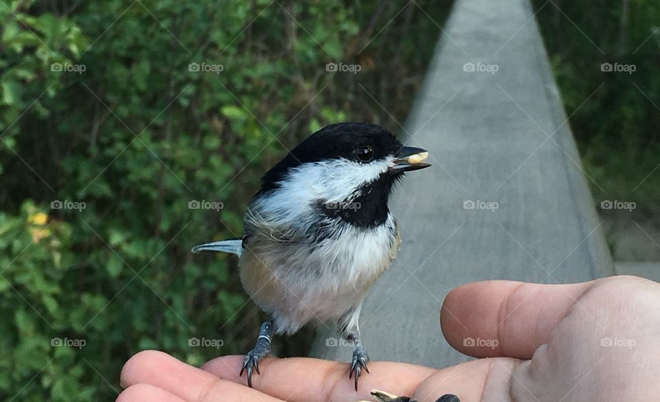 Chickadee 