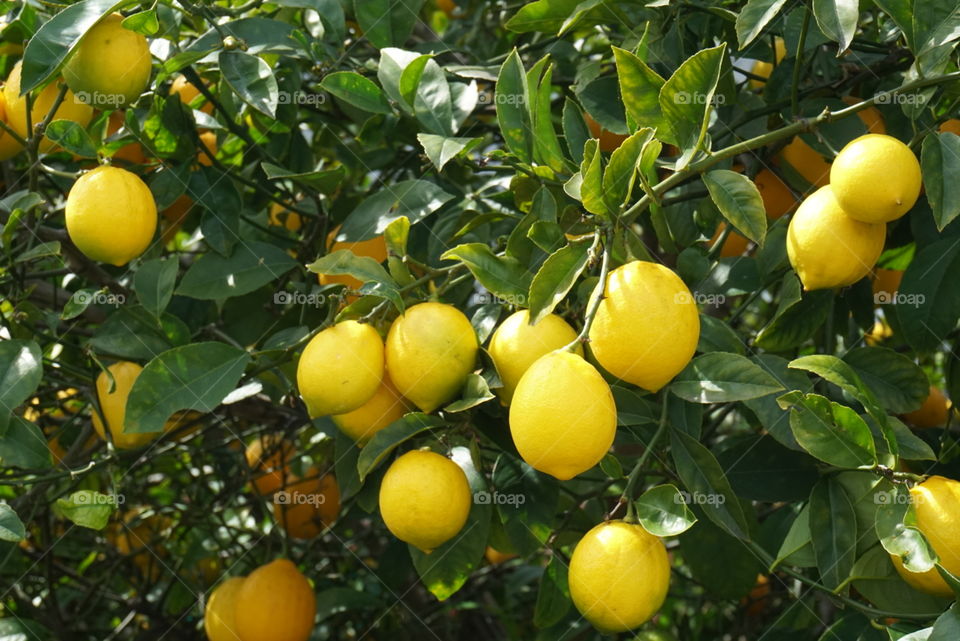 Close-up Mild Lemons
Spring California