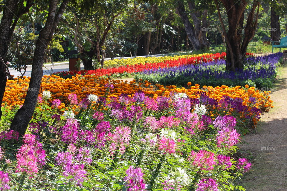 Display bed of flowers at Queen Sirikrit Botanical Garden Chiang Mai Thailand 