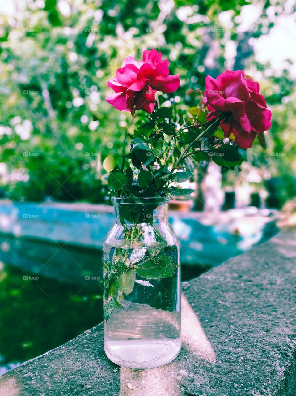 roses in a vase