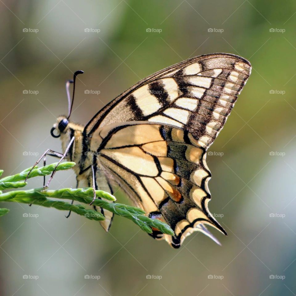 butterfly