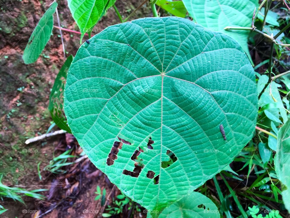 Perfect Imperfect leaf