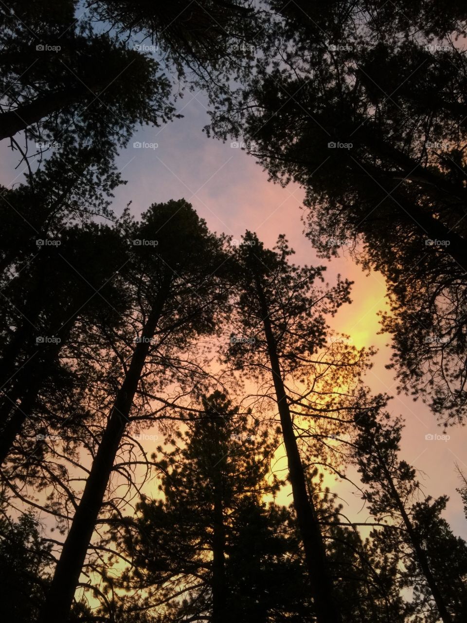 Sunsets through the trees 