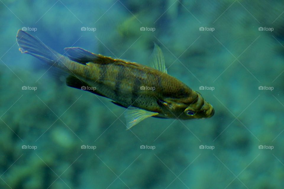 Medium Sized Fish in Clear Water Springs 