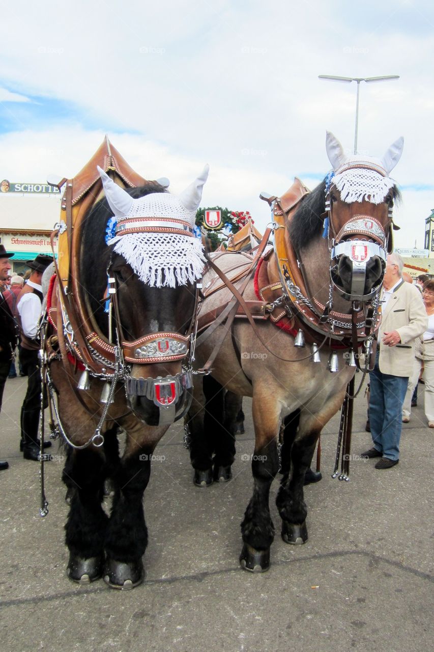 Oktoberfest horses