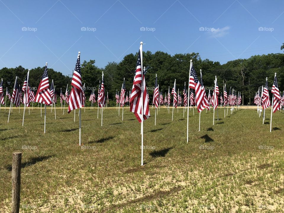 Field of flags