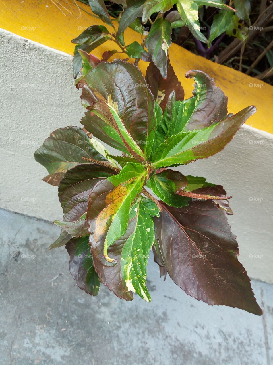 multi colored leaves