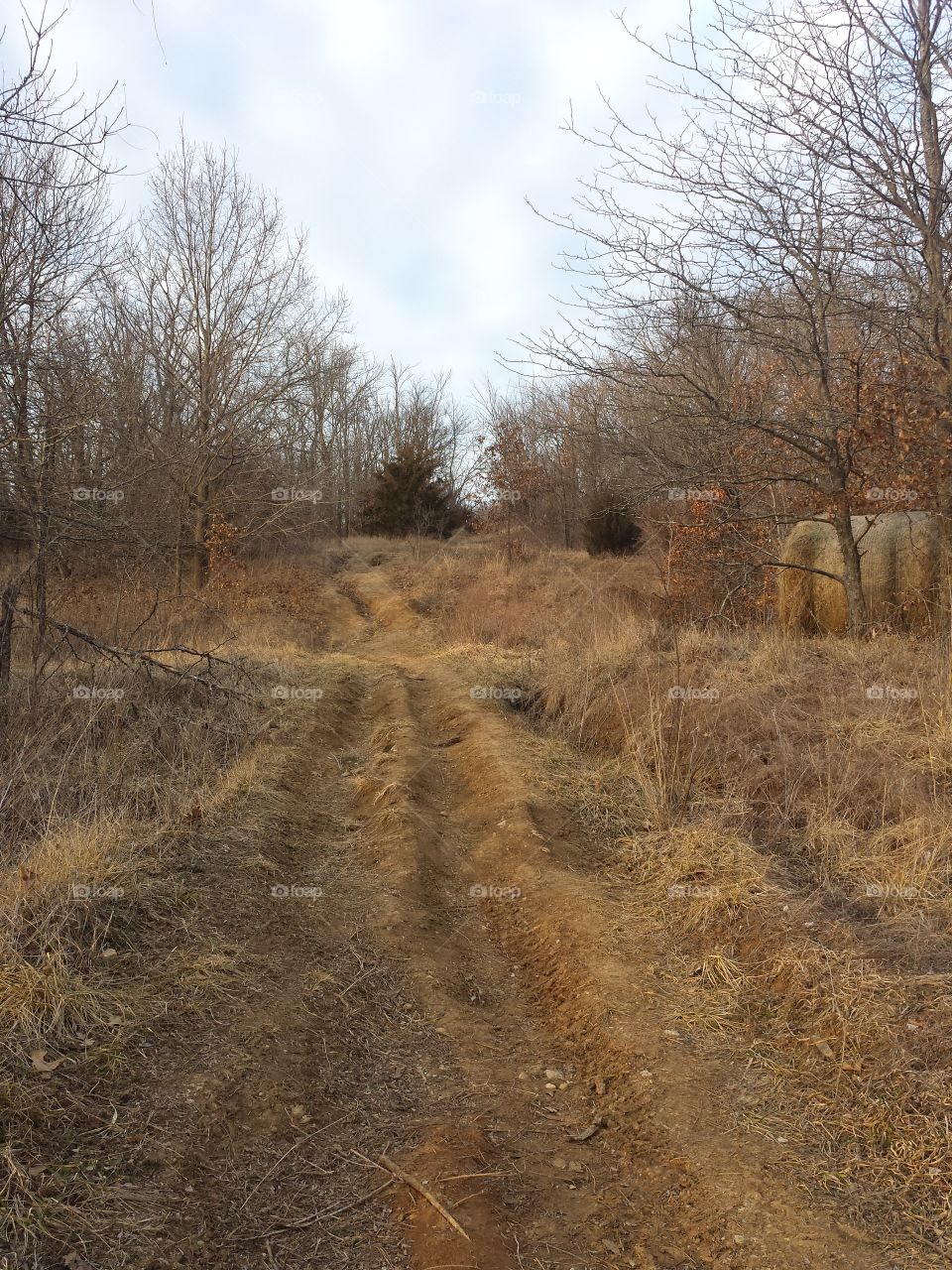 Footpath passing through grass and bare trees in the forest