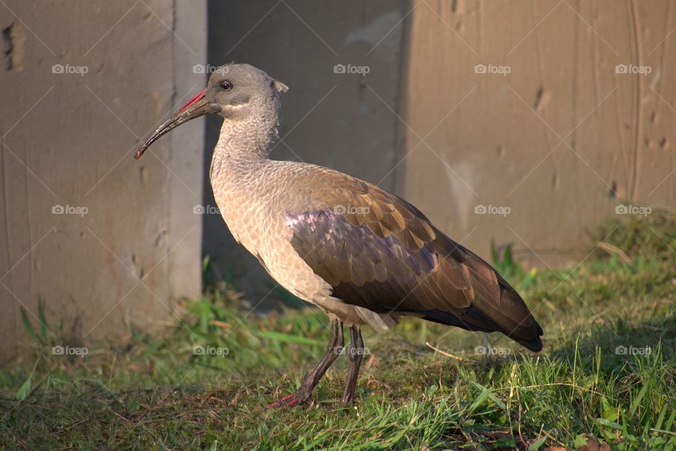 Bird: Hadeda Ibis