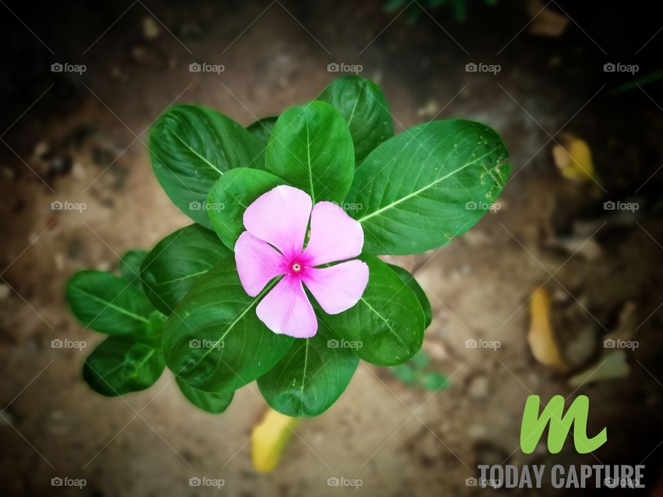 buy this picture at least $3 dollars