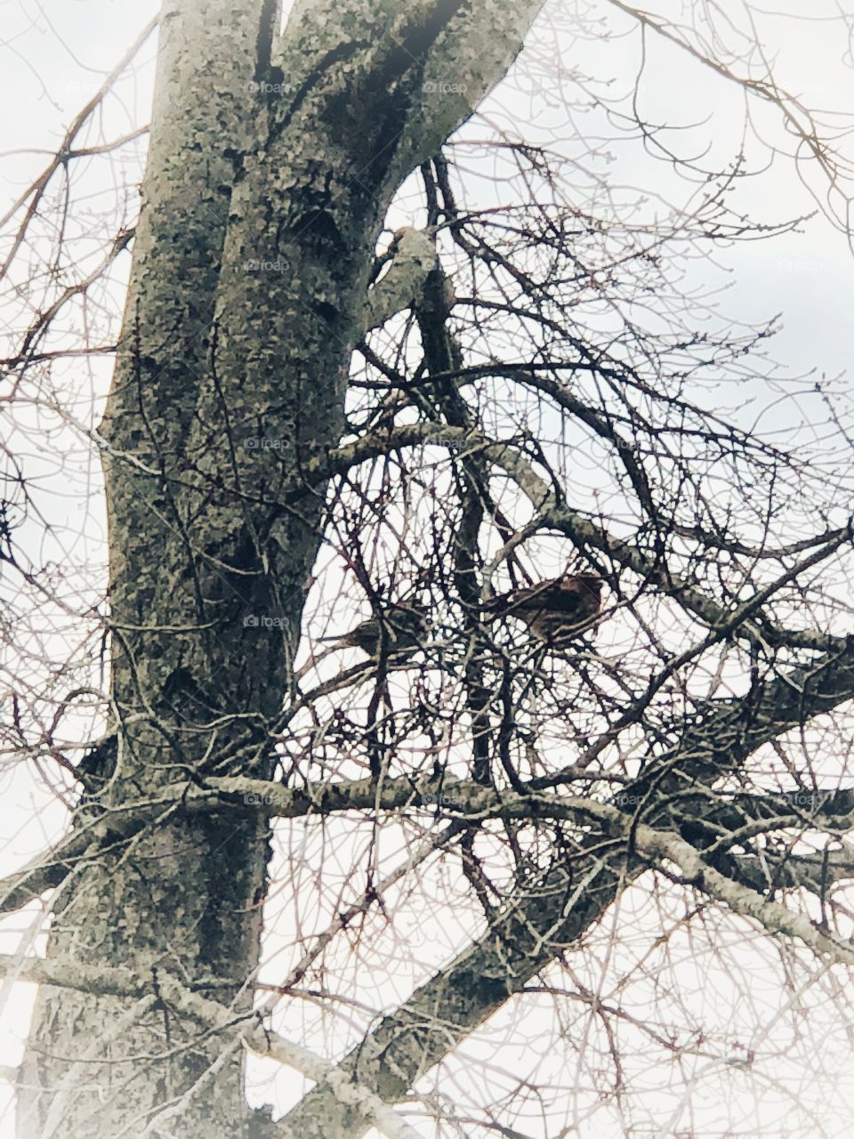 Birds in tree in winter