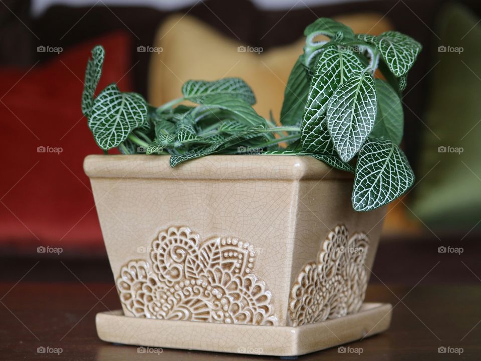 house plant in pot