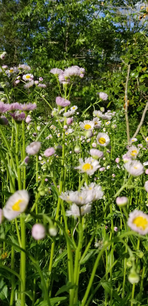 Beautiful spring flowers