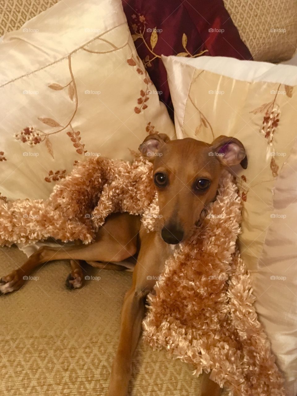 Amber the Italian greyhound puppy relaxing laid on the sofa with a fluffy little blanket 
