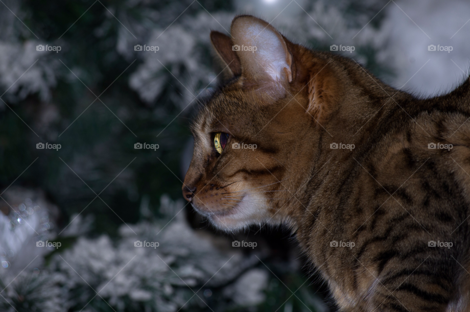 christmas cats bengal by gaillewisbraznell