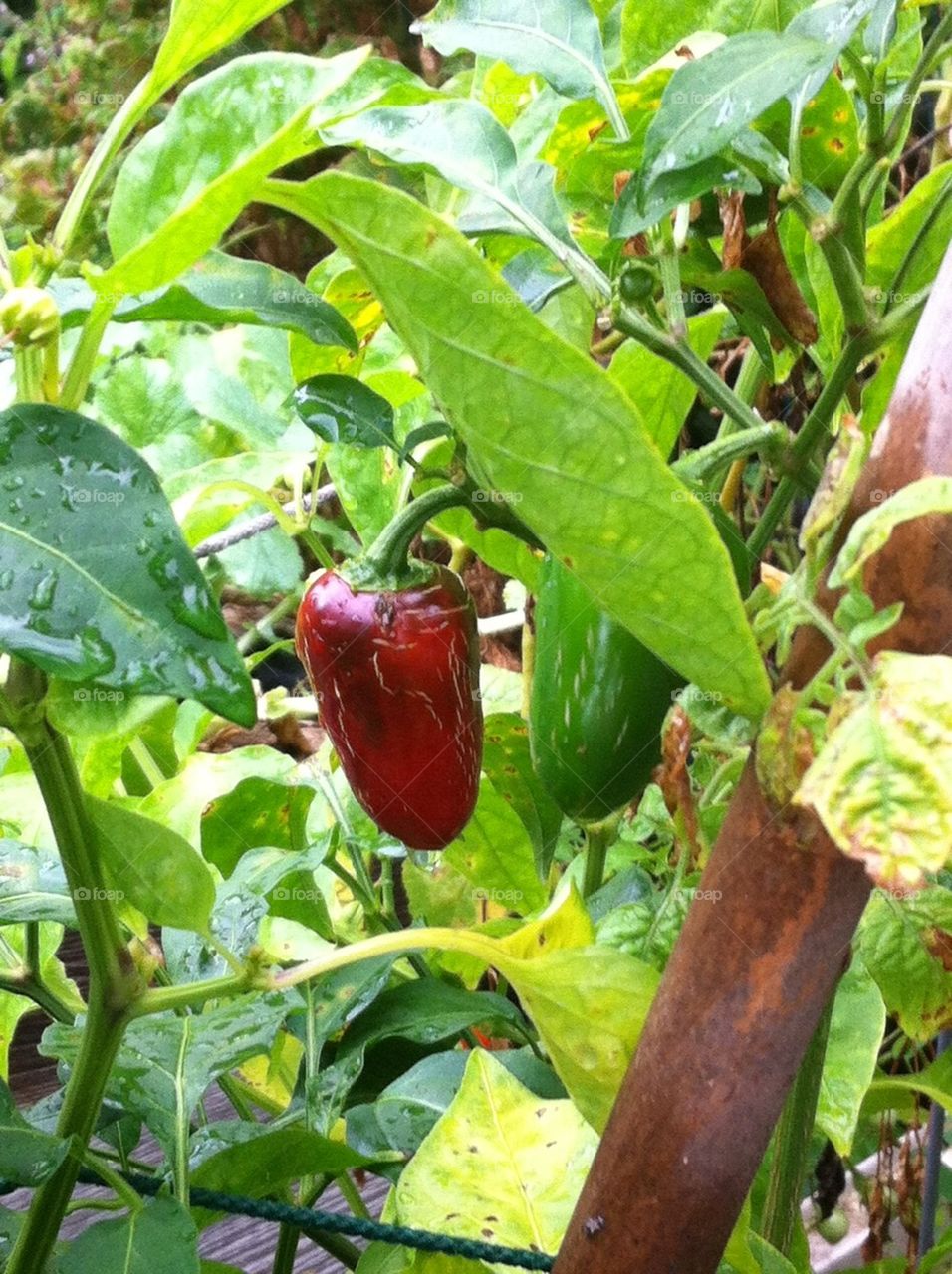 Jalapeño Pepper
