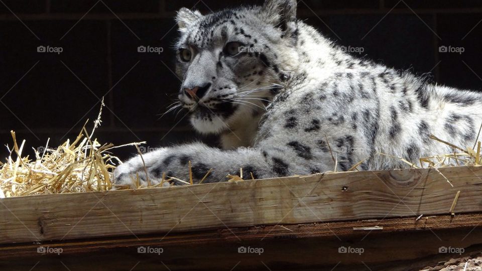 Snow leopard