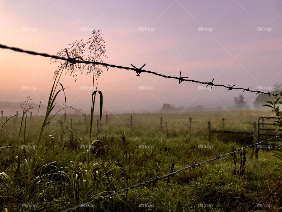 Misty morning pasture and barbwire fence