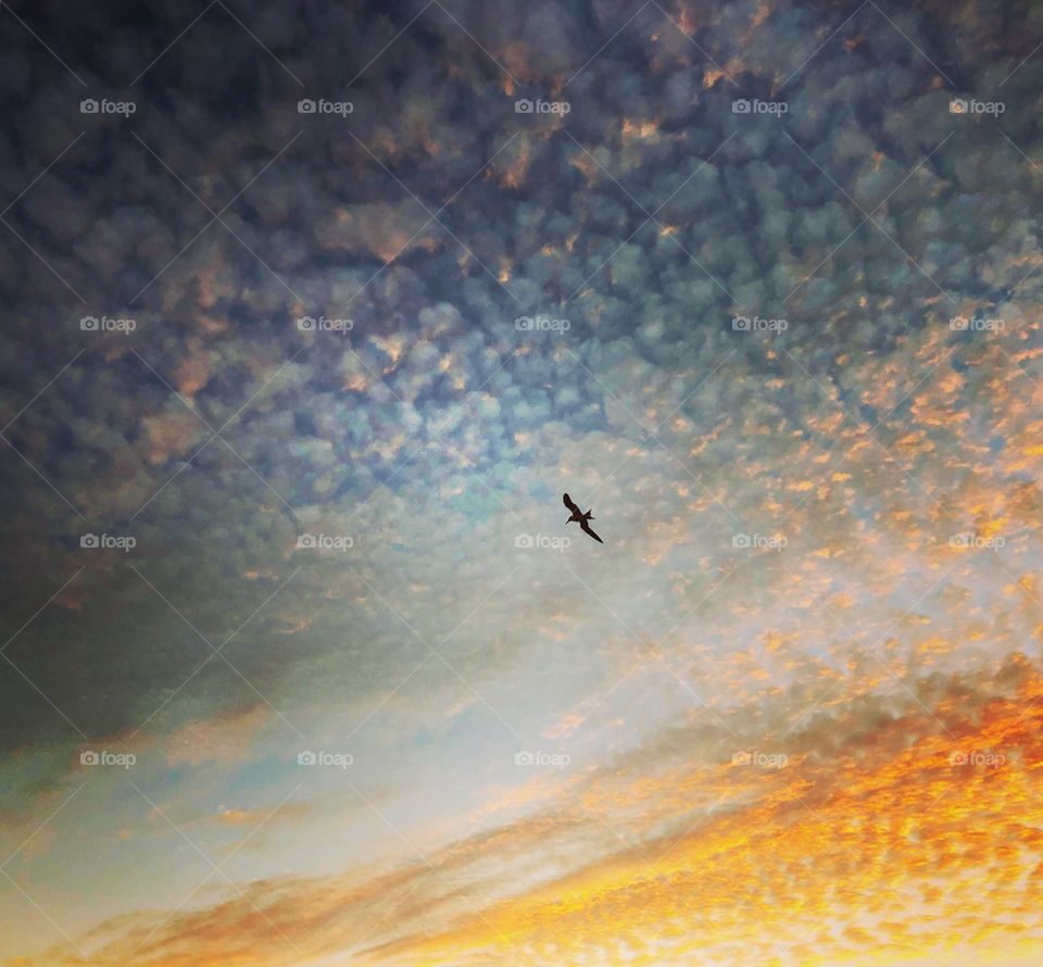 Bird in flight in the sunset sky