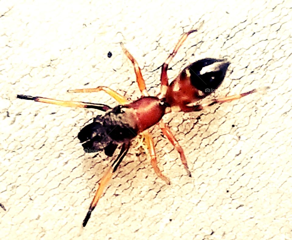 Ant spider ?