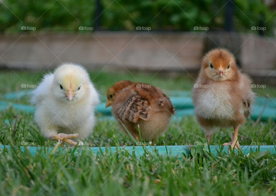 Chicks in garden