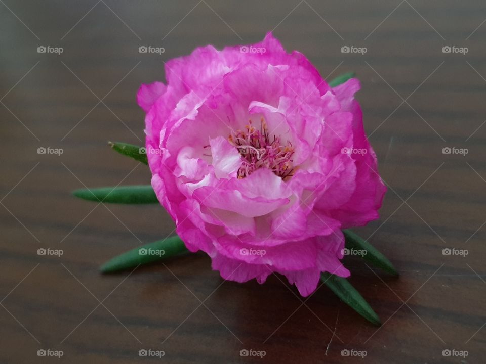 the Portulaca Grandiflora