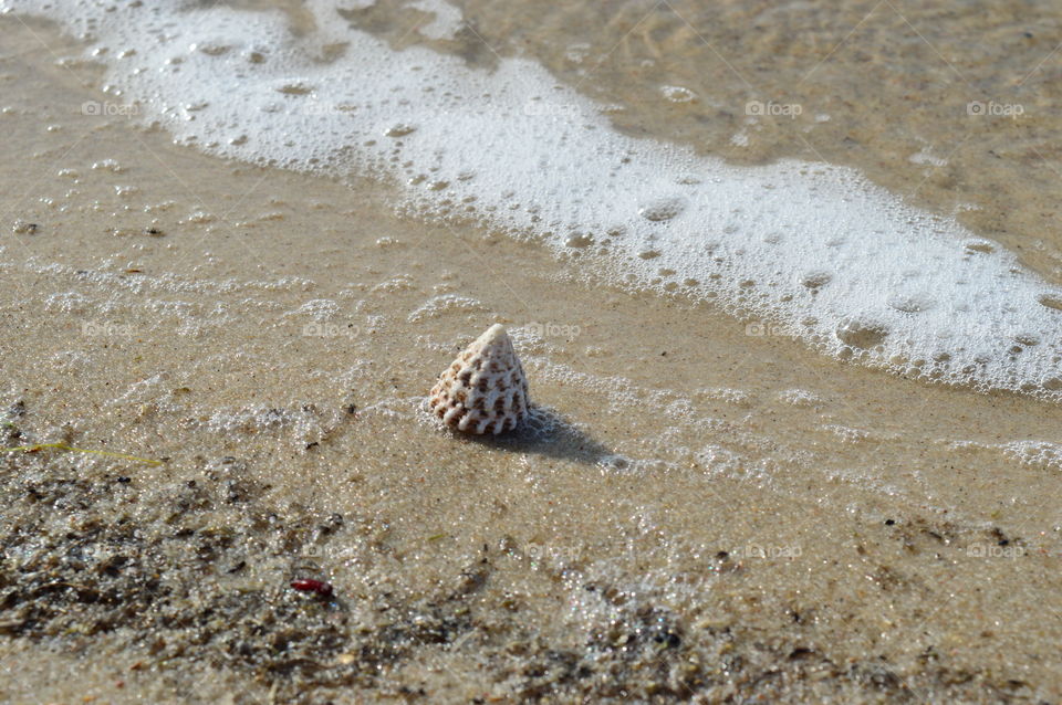 Sea Shells