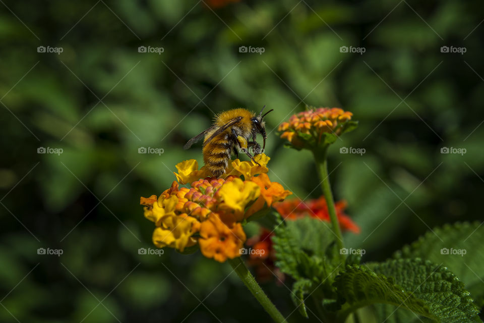 Bee gathering pollen on a yellow and orange flower