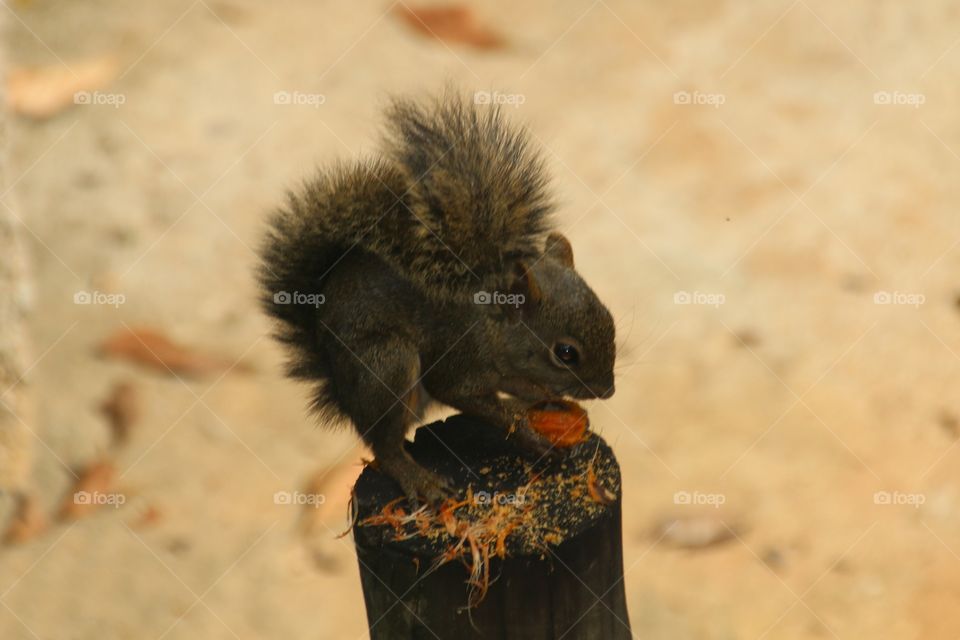 Brazilian squirrel eating a coconut 