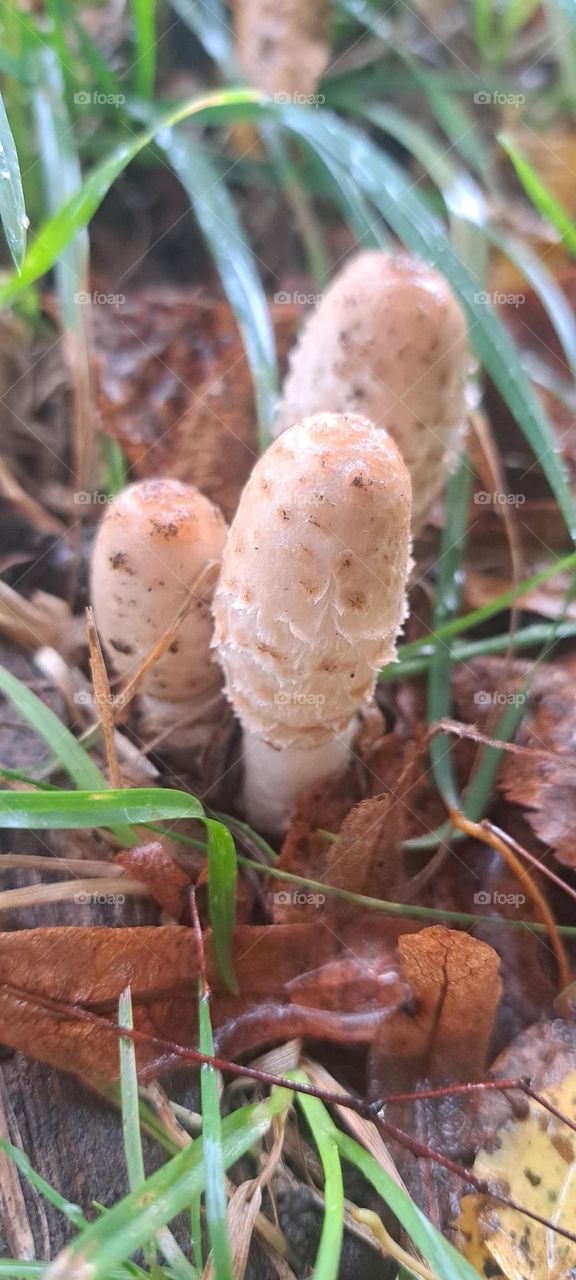 champignons 🍄 🍄 🍄 rare