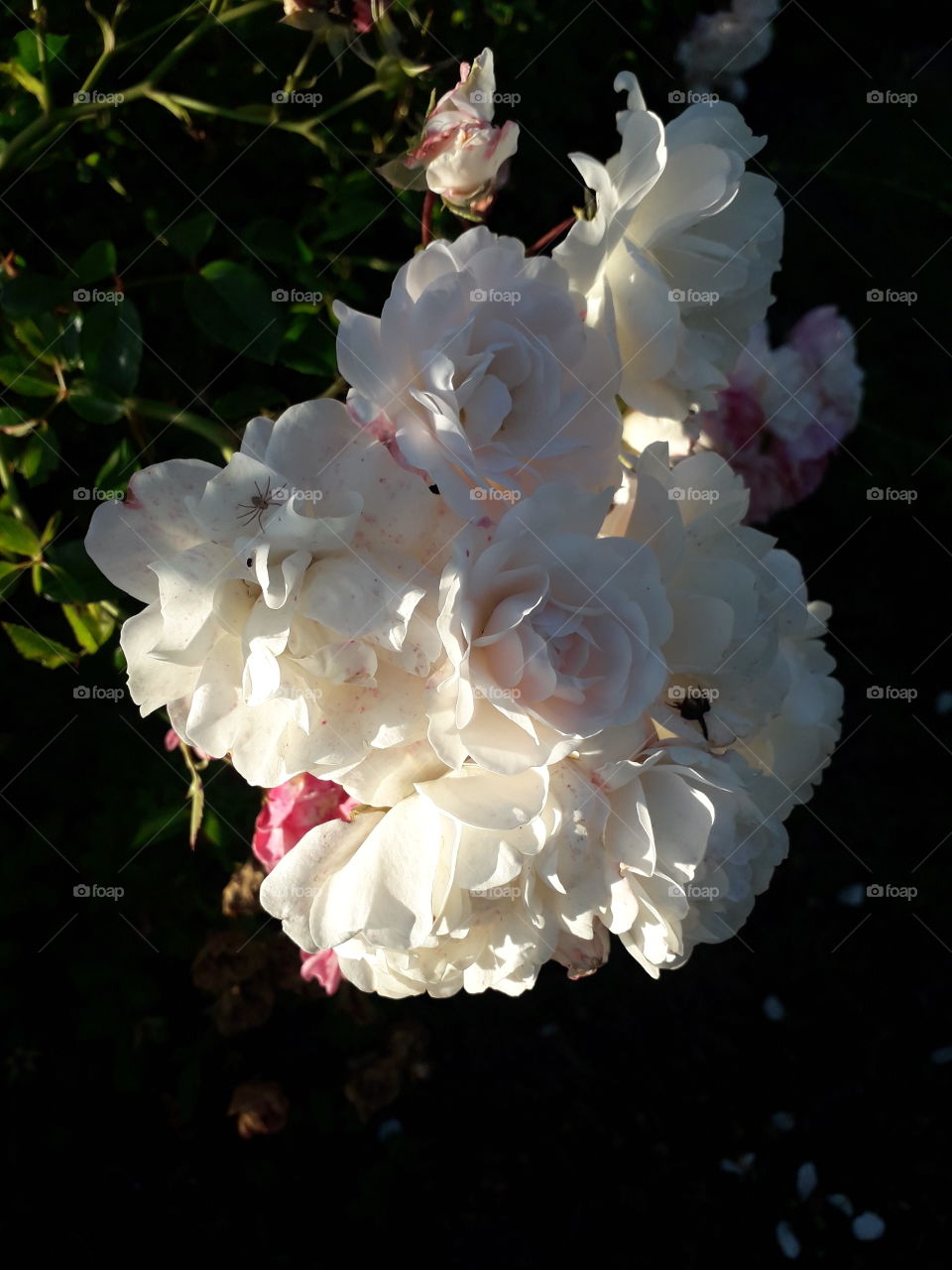 fantastic white roses in sunshine