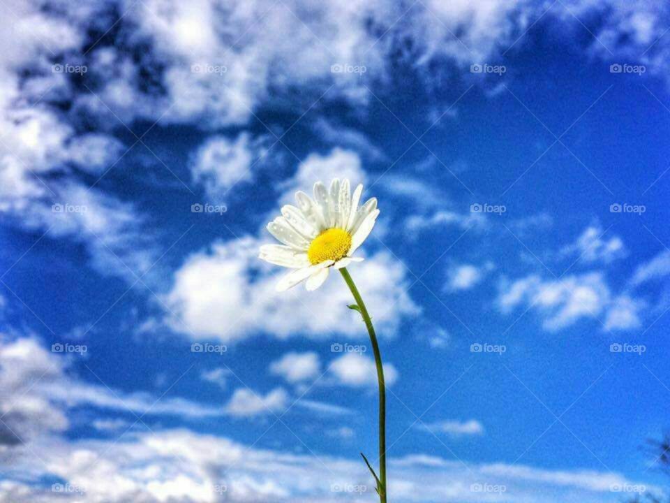 flower sky
