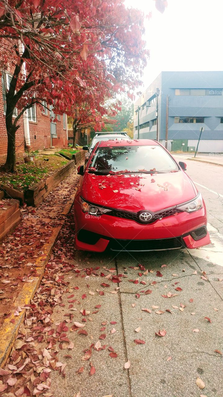 Leaves on car